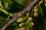 Lanceleaf buckthorn